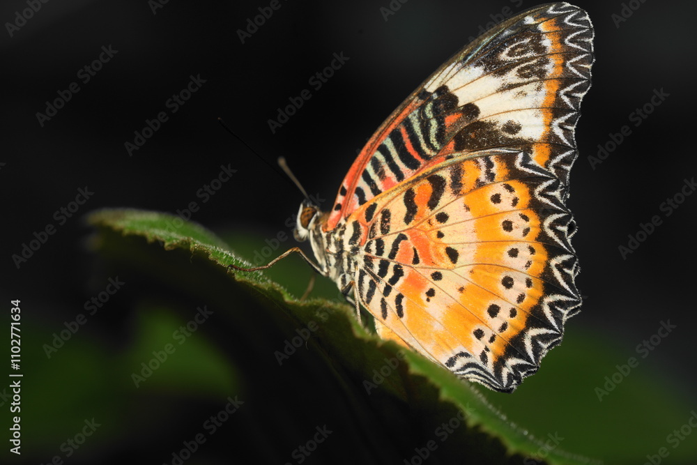 Obraz premium The Red Lacewing (Cethosia biblis) is a striking butterfly species belonging to the family Nymphalidae. Known for its vibrant coloration and intricate wing patterns