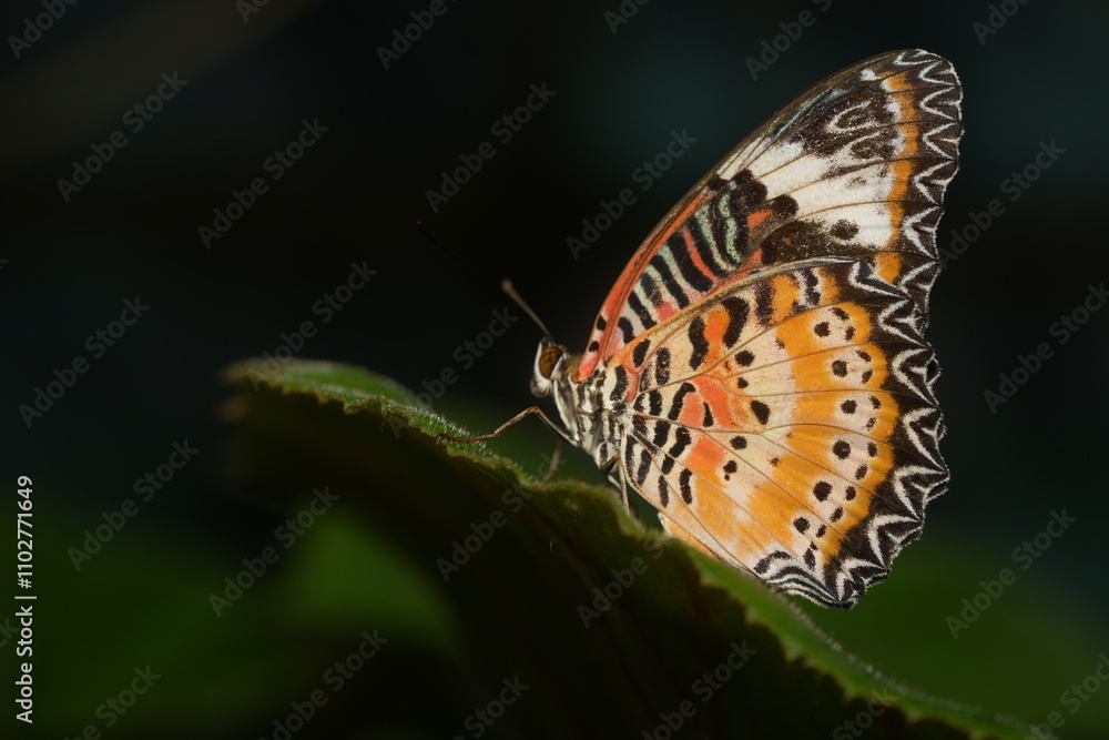 Fototapeta premium The Red Lacewing (Cethosia biblis) is a striking butterfly species belonging to the family Nymphalidae. Known for its vibrant coloration and intricate wing patterns