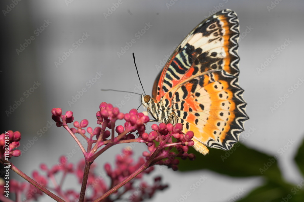 Fototapeta premium The Red Lacewing (Cethosia biblis) is a striking butterfly species belonging to the family Nymphalidae. Known for its vibrant coloration and intricate wing patterns