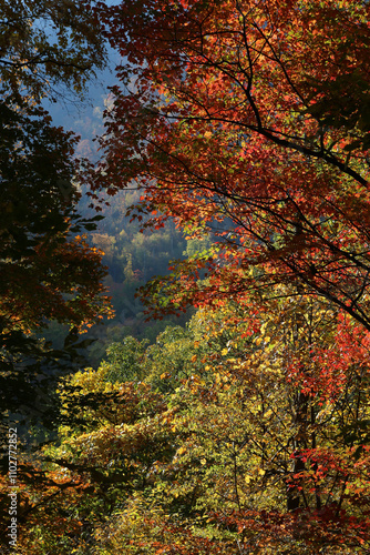 Smoky Mountains National Park during Autumn