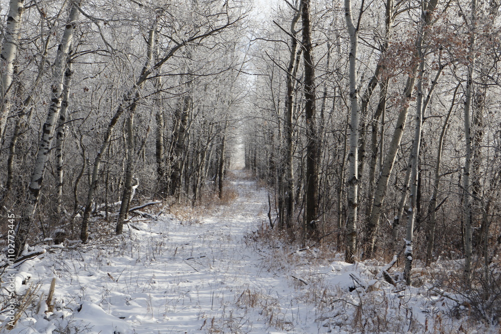A narrow path into a wooded area, that disappears at a vanishing point. A narrow path into a wooded area, that disappears at a vanishing point.