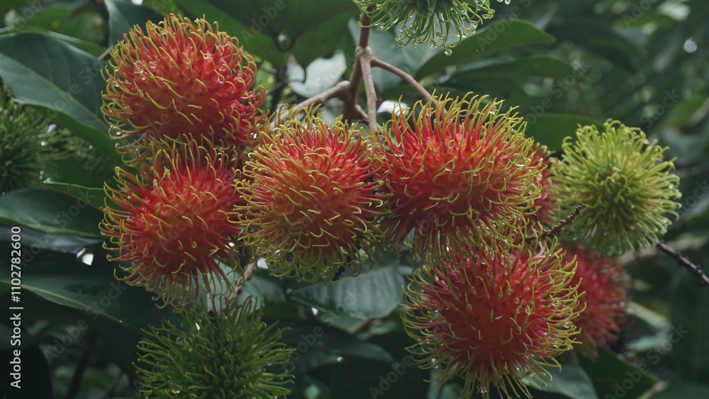 Rambutan Tree Laden with Ripe Fruits Rambutan Tree Laden with Ripe Fruits