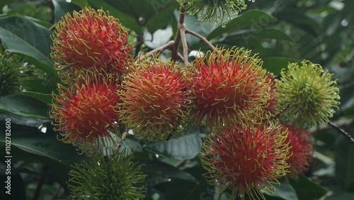 Rambutan Tree Laden with Ripe Fruits