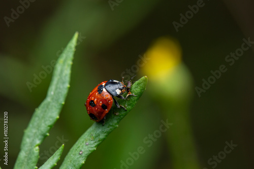 ladybug eating aphid on leaf