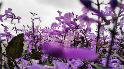 flowers in the wind