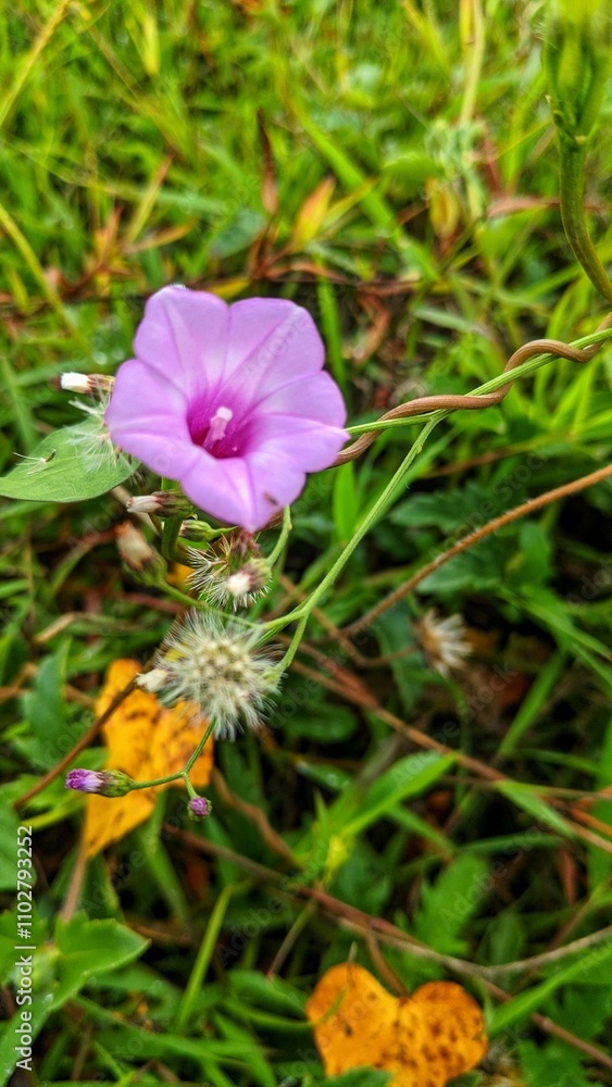 flower in the garden flower in the garden