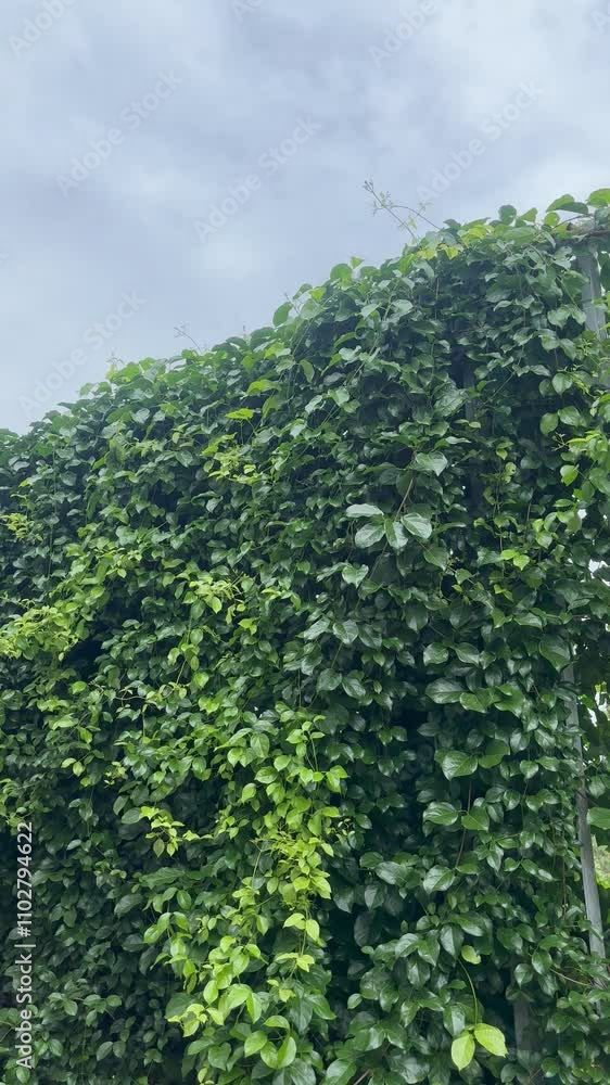 A lush green cat's claw creeper in the fresh air. A lush green cat's claw creeper in the fresh air.