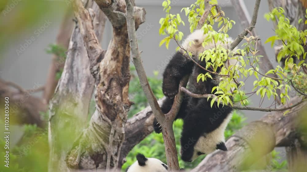 two lovely young giant panda cub playing in the tree, playful baby panda climbing the tree at Chengdu China two lovely young giant panda cub playing in the tree, playful baby panda climbing the tree at Chengdu China