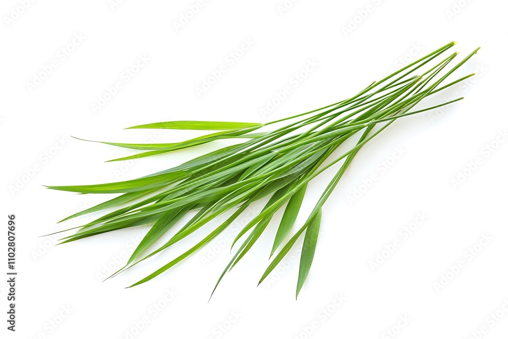 Grass isolated on a white background, close up Grass isolated on a white background, close up
