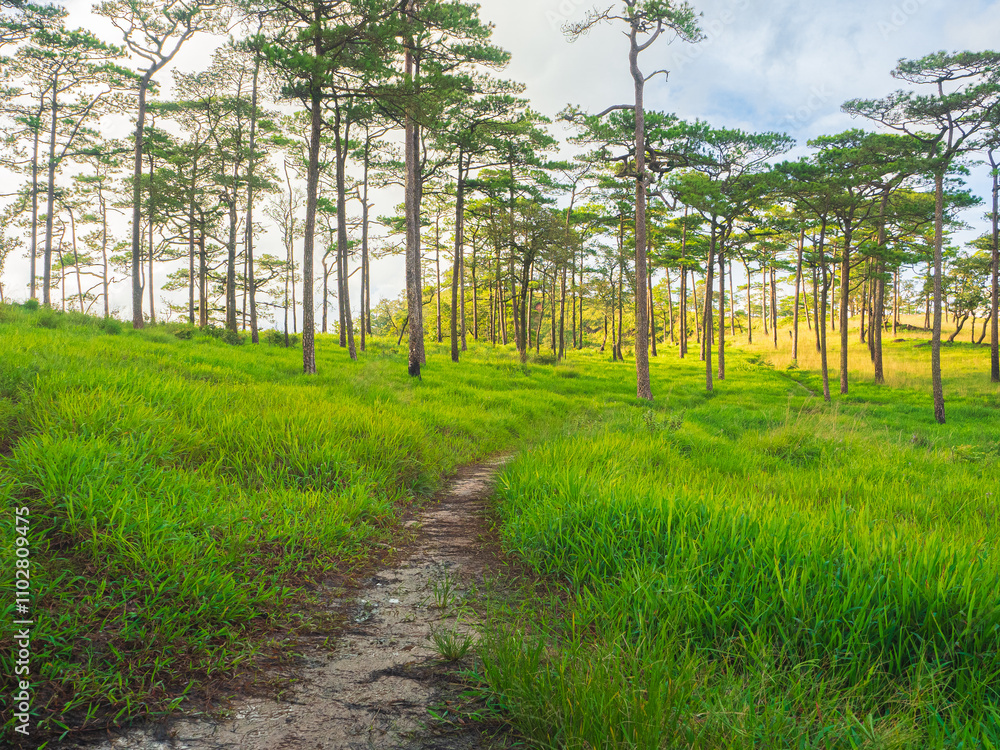 Obraz premium Lush forest trail in Phu Soi Dao National Park, Thailand.