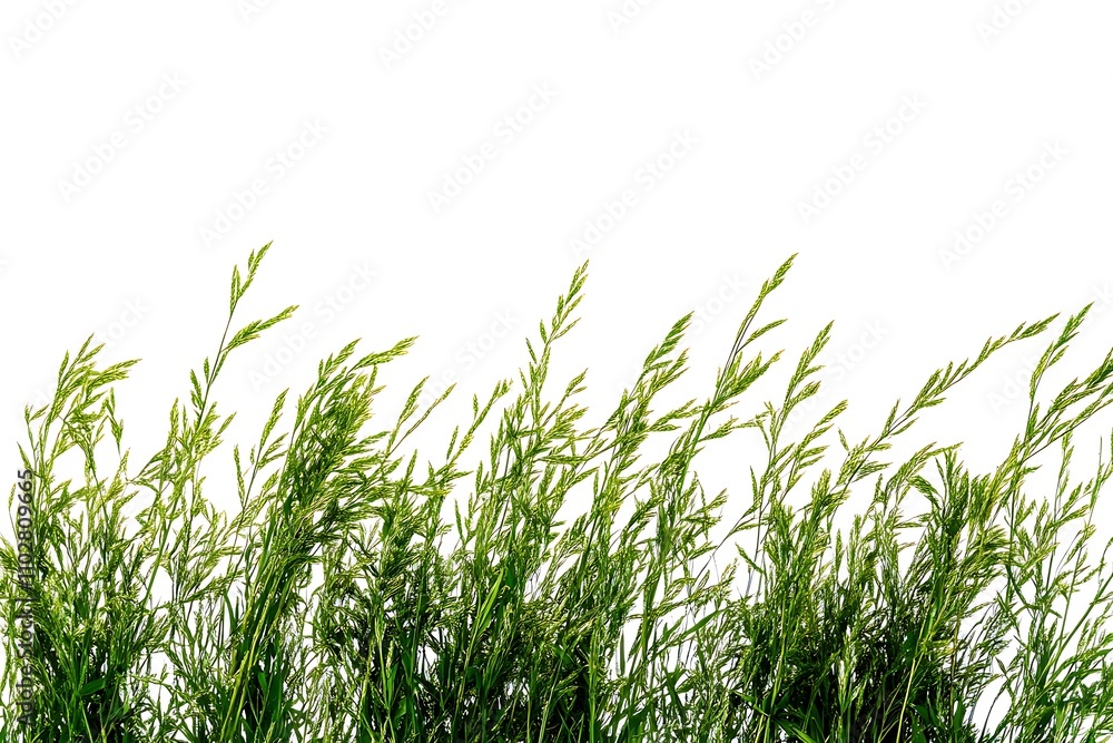 Obraz premium green grass isolated on white