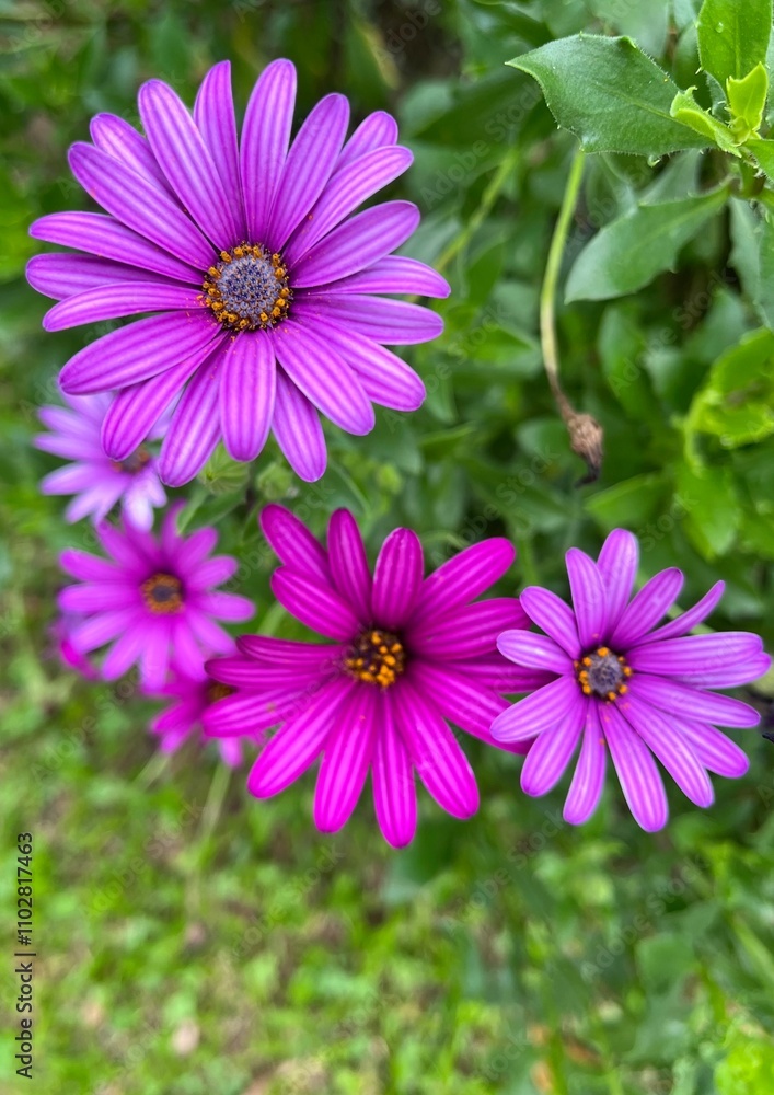 Purple daisies in the garden Purple daisies in the garden