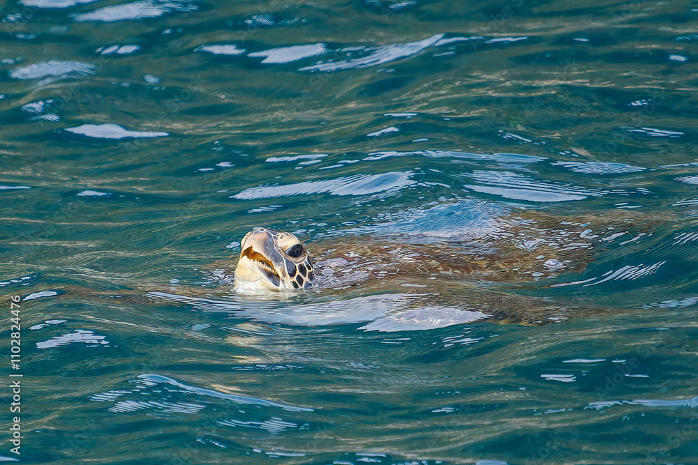 Fototapeta premium 中木港内で 息継ぎをするためにゆったり泳ぐ美しく大きなアオウミガメ（ウミガメ科）。 英名学名：green sea turtle (Chelonia mydas, family Turtles) 静岡県伊豆半島賀茂郡南伊豆町中木ヒリゾ浜2024年 