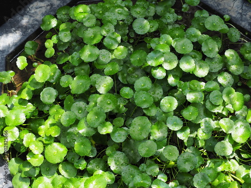 Water pennywort has green circular leaves with water droplets on leaves. Kaempferia rotunda L. single leaf, round shape upper surface is smooth and shiny. Stem: creeping along the moist soil surface.  photo