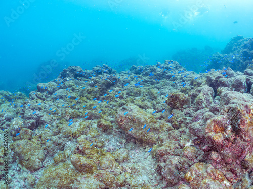 岩場に集まる、美しいソラスズメダイ（スズメダイ科）他の群れ。 英名学名：Heavenly Damselfish (Pomacentrus coelestis) 静岡県伊豆半島賀茂郡南伊豆町中木ヒリゾ浜2024年 