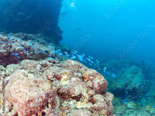 岩場に集まる、美しいソラスズメダイ（スズメダイ科）他の群れ。
英名学名：Heavenly Damselfish (Pomacentrus coelestis)
静岡県伊豆半島賀茂郡南伊豆町中木ヒリゾ浜2024年
 photo