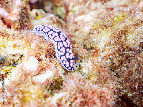 美しいツブツブコイボウミウシ（イボウミウシ科）。
英名学名：Tsubutusubukoibo Sea slug (Phyllidiella pustulosa)
静岡県伊豆半島賀茂郡南伊豆町中木ヒリゾ浜2024年
 photo