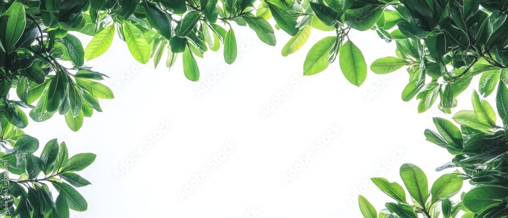 Tropical tree branches with leaves isolated on a white background creating a lush green foliage backdrop and providing room for a copy space image Tropical tree branches with leaves isolated on a white background creating a lush green foliage backdrop and providing room for a copy space image