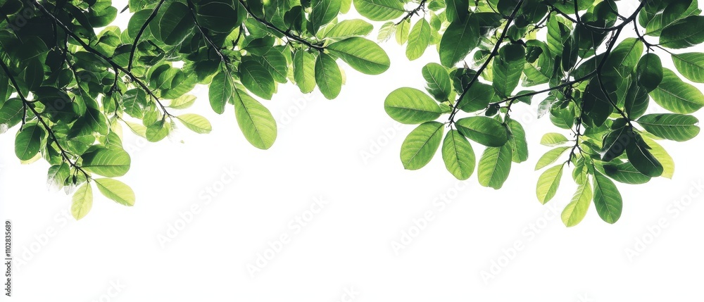 Tropical tree branches with leaves isolated on a white background creating a lush green foliage backdrop and providing room for a copy space image Tropical tree branches with leaves isolated on a white background creating a lush green foliage backdrop and providing room for a copy space image