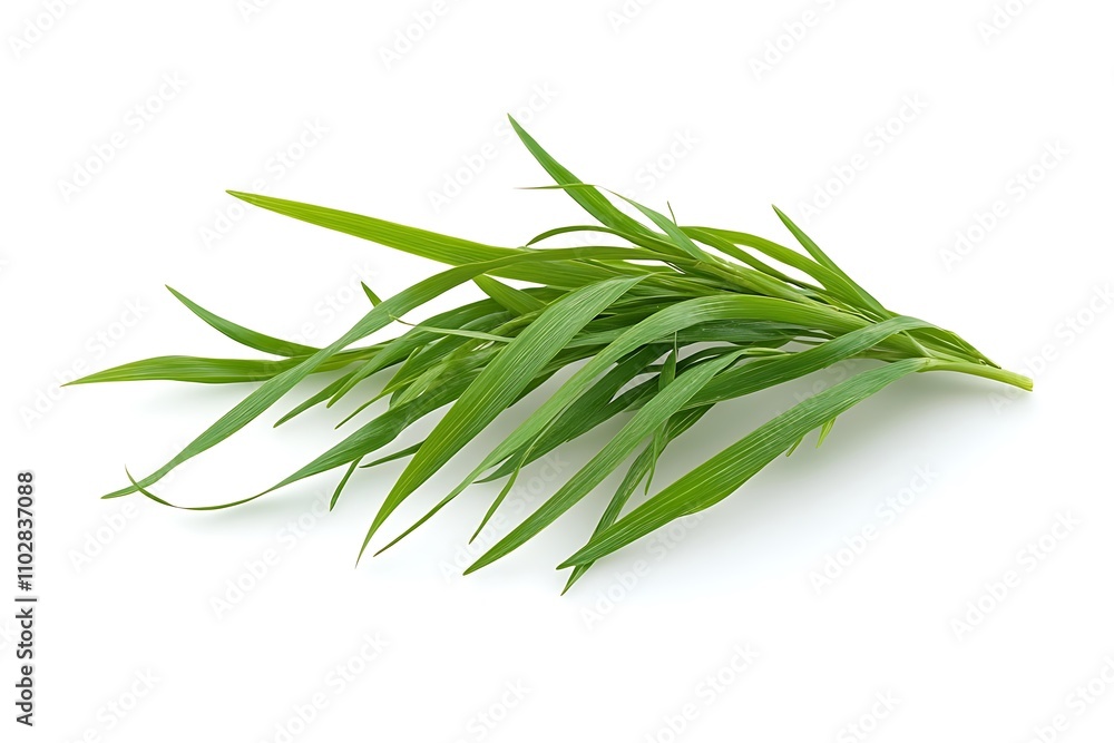 Fototapeta premium Grass isolated on a white background, close up