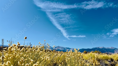 roadside flowers on the way to mono lake photo