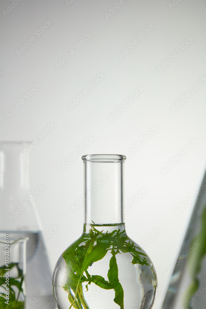 Experiment concept with algae ingredient photo on white minimal background. Seaweed is a type of plant that grows in the ocean and is used for all kinds of unique and innovative purposes Experiment concept with algae ingredient photo on white minimal background. Seaweed is a type of plant that grows in the ocean and is used for all kinds of unique and innovative purposes