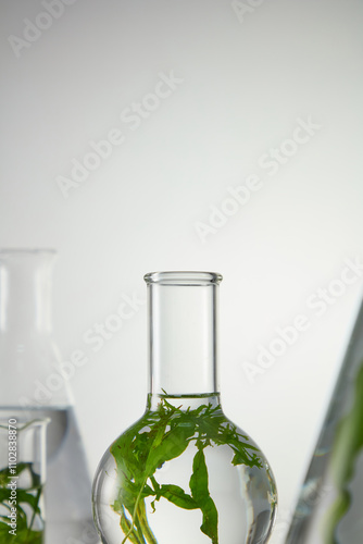 Experiment concept with algae ingredient photo on white minimal background. Seaweed is a type of plant that grows in the ocean and is used for all kinds of unique and innovative purposes