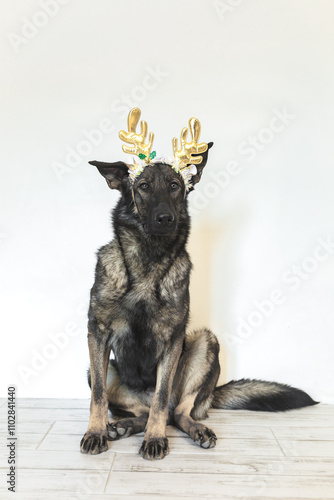 German shepherd dog wearing reindeer antlers, posing for a photo, isolated on white background at home photo