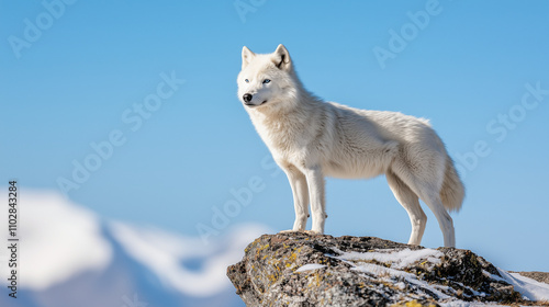 Arctic Majesty: A lone arct...
