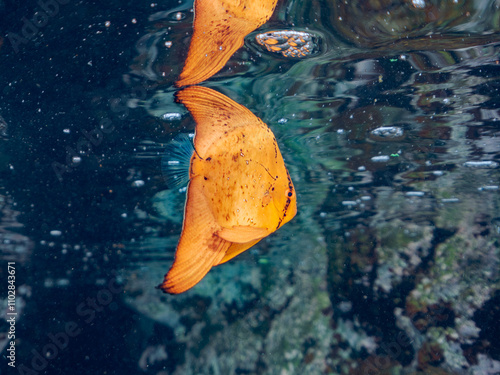 水面を泳ぐ、美しいナンヨウツバメウオ（ツバメウオ属）の幼魚の群れ。
英名学名：Orbicular Batfish (Platax orbicularis)
静岡県伊豆半島賀茂郡南伊豆町中木ヒリゾ浜2024年
 photo