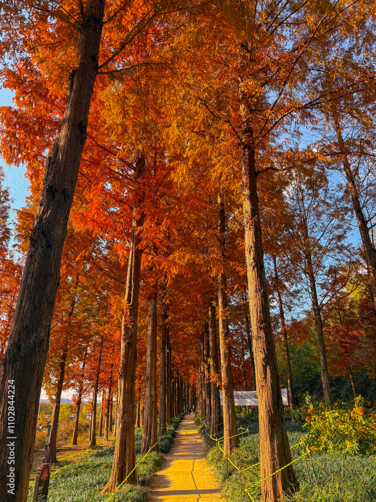 Fototapeta premium 메타세콰이어길 풍경