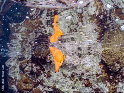 水面を泳ぐ、美しいナンヨウツバメウオ（ツバメウオ属）の幼魚の群れ。
英名学名：Orbicular Batfish (Platax orbicularis)
静岡県伊豆半島賀茂郡南伊豆町中木ヒリゾ浜2024年
 photo