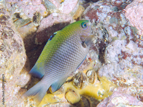 美しいセダカスズメダイ（スズメダイ科）他。
英名学名：Japanese gregory (Stegastes altus)
静岡県伊豆半島賀茂郡南伊豆町中木ヒリゾ浜2024年
 photo