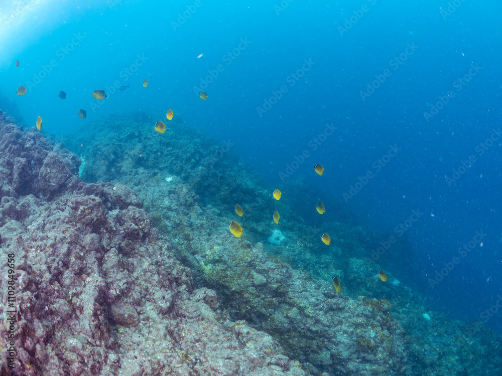 Fototapeta premium 美しいチョウチョウウオ（チョウチョウウオ科）の群れ他。 英名学名：Oriental ButterflyFish (Chaetodon aurites) 静岡県伊豆半島賀茂郡南伊豆町中木ヒリゾ浜2024年 