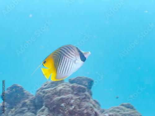 美しいトゲチョウチョウウオ（チョウチョウオ科）他。 英名学名：Threadfin Butterflyfish (Chaetodon Auriga) 静岡県伊豆半島賀茂郡南伊豆町中木ヒリゾ浜2024年 