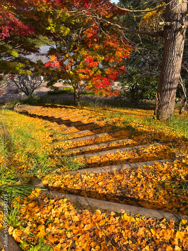 秋のイチョウの小道