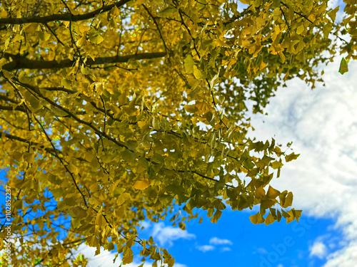 見上げたイチョウの葉