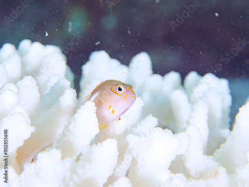 美しいテーブルサンゴと可愛いメガネゴンベ（ゴンベ科）の幼魚他。高海水温が続いているのでサンゴの白化現象が起きている。

英名学名：Ringeyed hawkfish, Paracirrhites arcatus
静岡県伊豆半島賀茂郡南伊豆町中木ヒリゾ浜2024年
 photo