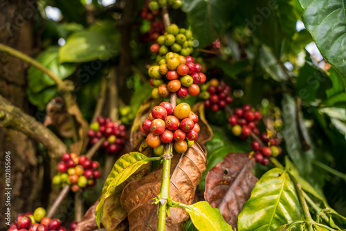 Ripe Red coffee bean berry plant fresh seed coffee tree growth in green eco organic farm. Close up red ripe seed robusta arabica berries harvest for coffee garden. Fresh coffee bean green leaf bush