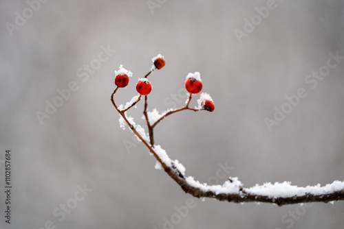 berries in snow