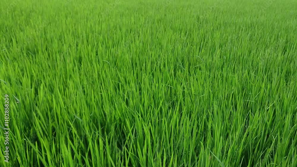 rice plants being hit by the wind, rice fields area of rice plants being hit by the wind, green rice leaves being hit by the wind rice plants being hit by the wind, rice fields area of rice plants being hit by the wind, green rice leaves being hit by the wind