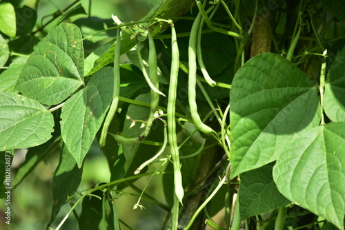 Benefits of green beans for health Helps control blood sugar levels Strengthens bones Lowers high blood pressure photo