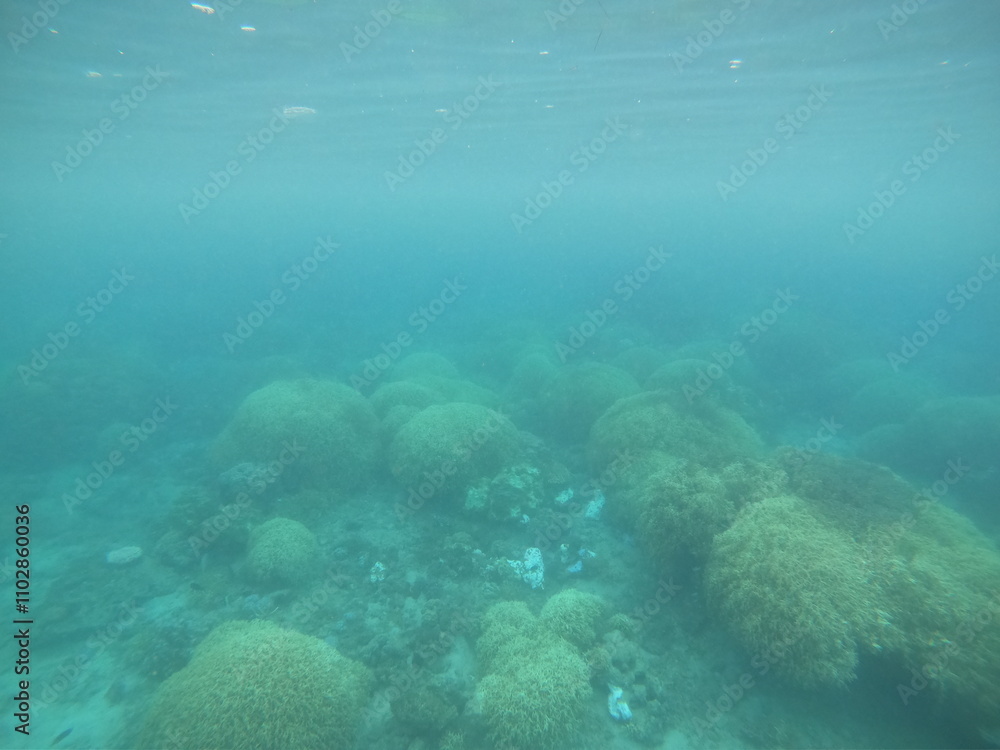 coral reef and diver coral reef and diver
