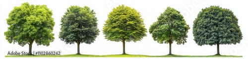 Collection of Maple Oak Birch and Chestnut Trees on White Background photo