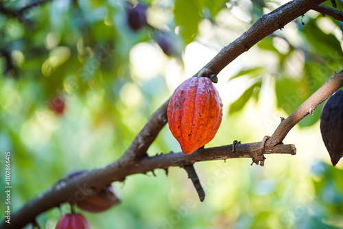 Cocoa fruit on a cocoa tree that is ready for harvest.