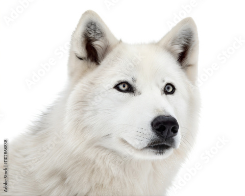 Sakhalin husky portrait isolated on white background. Sakhalin husky headshot on white background