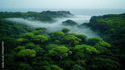 Misty Coastal Forest Lush Green Canopy Fog Ocean View