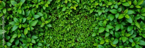 Wallpaper Mural A green frame with a leaf in the center, surrounded by green leaves in the background, leaf, foliage Torontodigital.ca