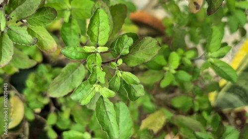 Wallpaper Mural Holy basil or tulsi in the garden, these aromatic hot basil plants are used in traditional medicine in Asia. Torontodigital.ca