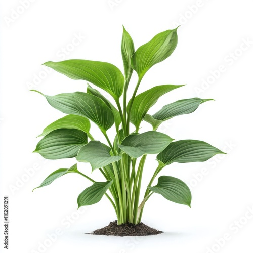 Hosta plant plantain lily isolated on white background photo